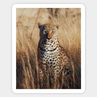 African Leopard Sticker